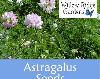 Astragalus Seeds, USA Grown, Non-GMO, Medicinal Herb (20+ Seeds)