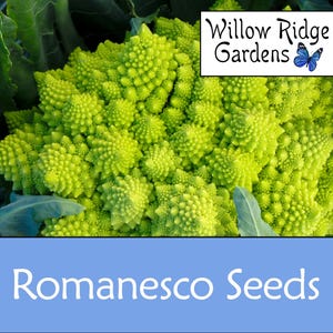 Romanesco Broccoli Seeds, 100+, Sourced from Certified Growers, Heirloom Seeds, Non GMO, Plant, USA Grown