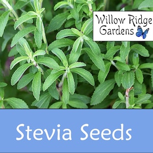 Stevia Seeds, 15 Seeds, Sourced from Certified Growers, Medicinal Herb Seeds, Heirloom, Stevia Plant, USA Grown