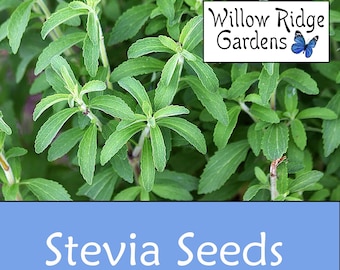 Stevia Seeds, 15 Seeds, Sourced from Certified Growers, Medicinal Herb Seeds, Heirloom, Stevia Plant, USA Grown