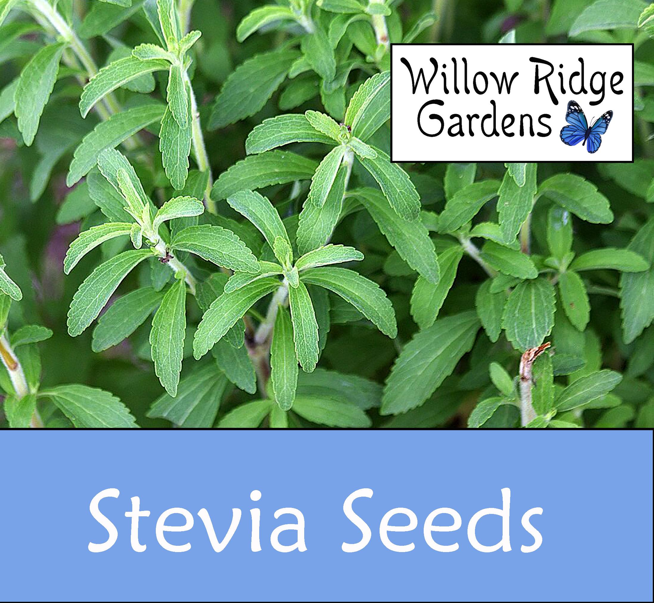 Stevia Seeds, 15 Seeds, Sourced From Certified Growers, Medicinal Herb Seeds,  Heirloom, Stevia Plant, USA Grown - Etsy