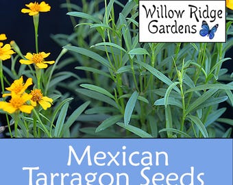 Mexican Tarragon Seeds, Sourced from Certified Grower, 30+ Seeds, Medicinal Herbs, Heirloom Seeds, Non GMO, Plant, USA Grown