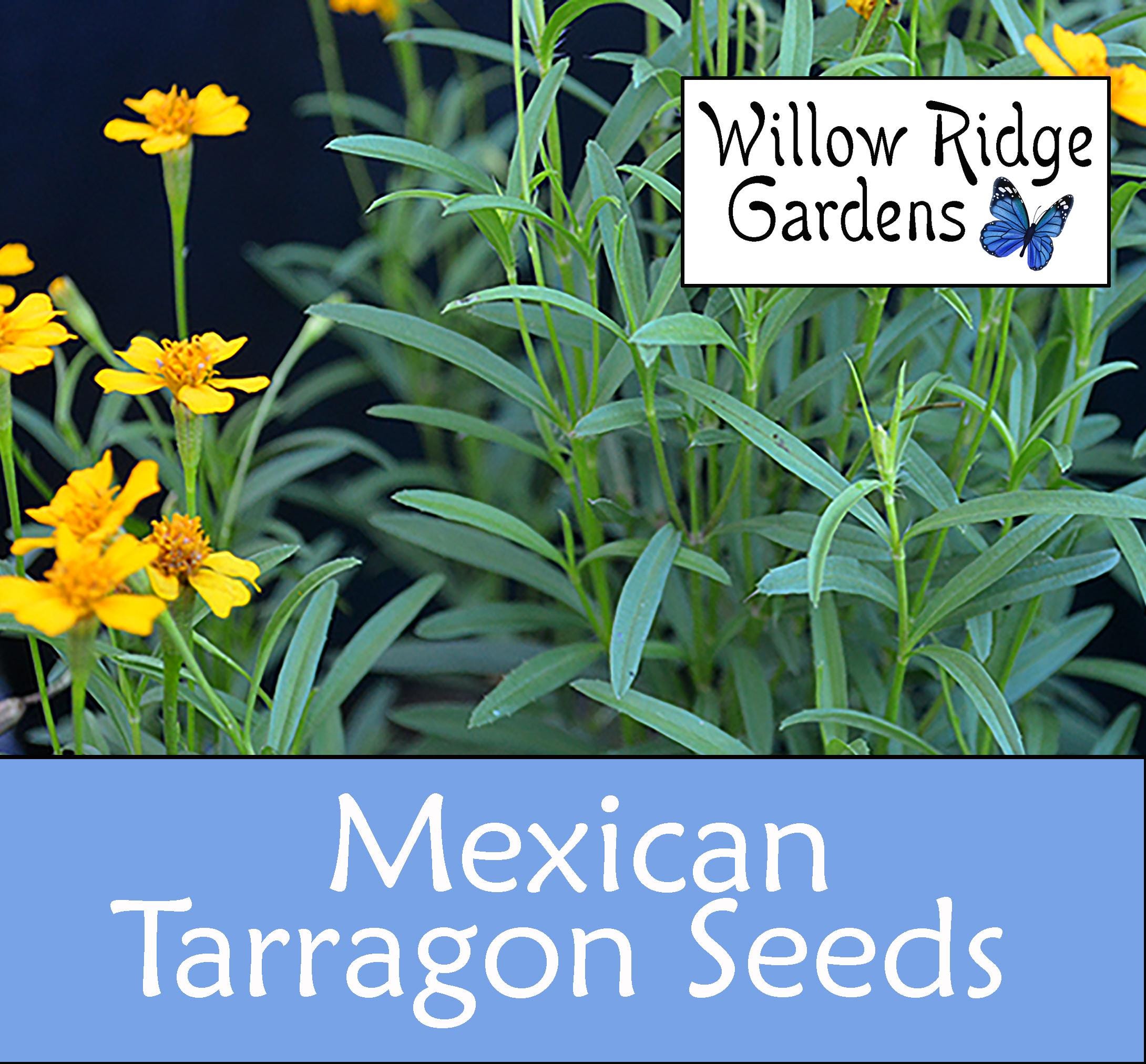 Mexican Tarragon Seeds, Sourced From Certified Grower, 30+ Seeds, Medicinal  Herbs, Heirloom Seeds, Non GMO, Plant, USA Grown - Etsy