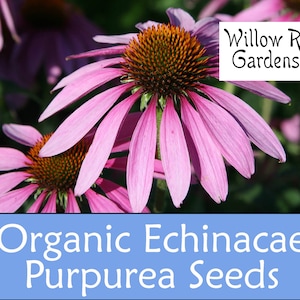 Organic Echinacea Purpurea Seeds, 50+ Seeds, Medicinal Herb Seeds, Heirloom, Non GMO, Echinacea Plant, Flower Seeds, USA Grown