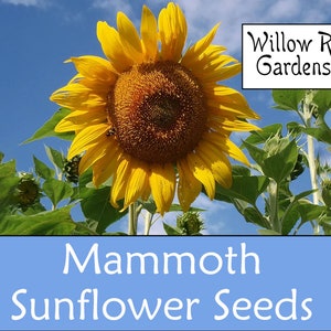 Mammoth Sunflower Seeds, 15+ Seeds, Organically Grown, Pesticide Free, Garden Seeds, Non GMO, Heirloom Seeds, USA Grown