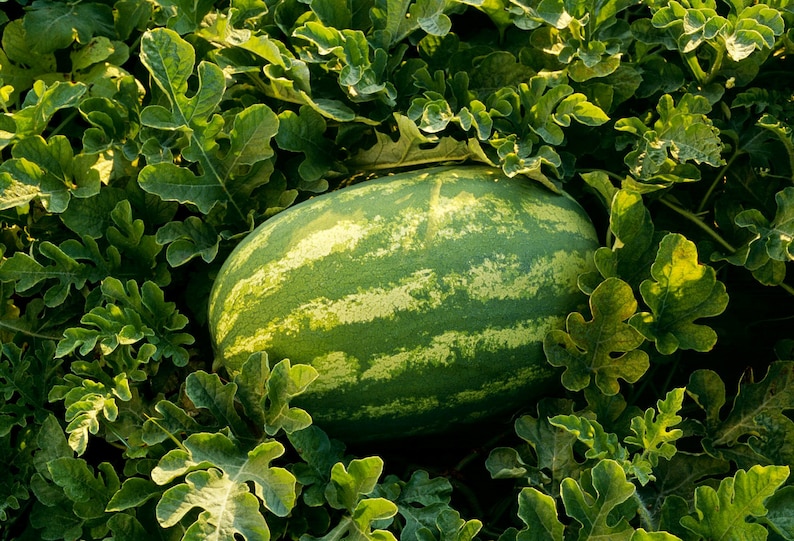 Willow Ridge Gardens Crimson Sweet Watermelon Seeds