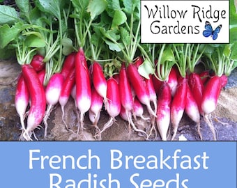 French Breakfast Radish Seeds, 10+ Seeds, Sourced from Certified Growers, Heirloom Seeds, Non GMO, USA Grown