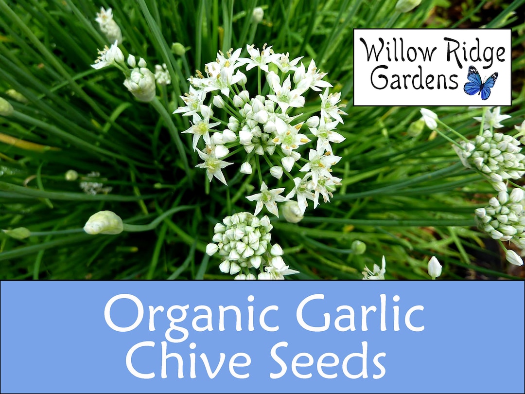 Chinese Leeks/Garlic Chives - Herb Seed