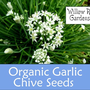 Organic Garlic Chive Seeds, 30+ Seeds, Garlic Chives Herb, Medicinal Herb Seeds, Heirloom, Garlic Chive Plant, Organic Seeds, USA Grown
