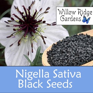 Black Cumin Seeds, Nigella Sativa, Black Seed, Sourced from Certified Grower, 50+ Seeds, Medicinal Herbs, Heirloom Seeds, Non GMO imagem 1
