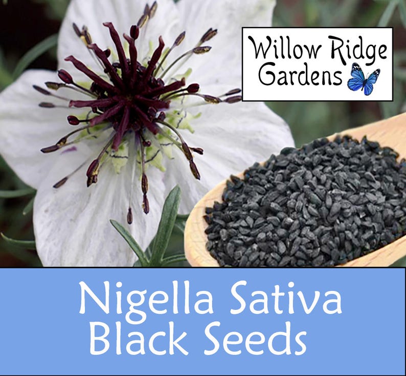 Black Cumin Seeds, Nigella Sativa, Black Seed, Sourced from Certified Grower, 50+ Seeds, Medicinal Herbs, Heirloom Seeds, Non GMO imagem 1