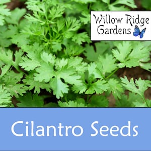 Slow-Bolt Cilantro Seeds, 20+ Seeds, Sourced from Certified Grower, Cilantro Herb, Medicinal Herbs, Heirloom Seeds, Non GMO, USA Grown image 1