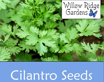 Slow-Bolt Cilantro Seeds, 20+ Seeds, Sourced from Certified Grower, Cilantro Herb, Medicinal Herbs, Heirloom Seeds, Non GMO, USA Grown
