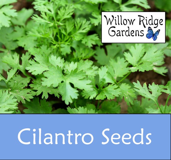 Slow-Bolt Cilantro Seeds, 20+ Seeds, Sourced from Certified Grower, Cilantro Herb, Medicinal Herbs, Heirloom Seeds, Non GMO, USA Grown