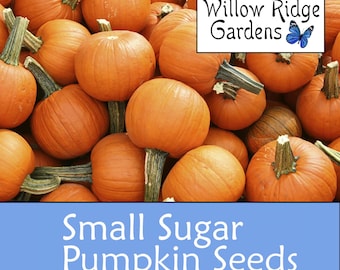 Small Sugar Pumpkin Seeds, 15+ Seeds, Sourced from Certified Grower, Heirloom, Non GMO, Pumpkin Seeds, USA Grown