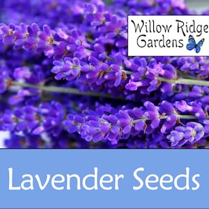 Lavender Seeds, 100+ Seeds, Sourced from Certified Grower, English Lavender, Medicinal Herb Seeds, Heirloom, Non GMO, USA Grown immagine 1