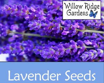 Semillas de lavanda, más de 100 semillas, procedentes de un cultivador certificado, lavanda inglesa, semillas de hierbas medicinales, reliquia, sin OMG, cultivadas en EE. UU.