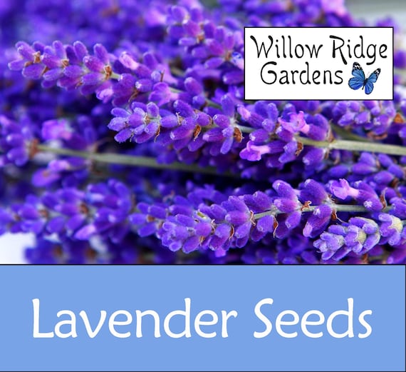 Lavender Seeds, 100+ Seeds, Sourced from Certified Grower, English Lavender, Medicinal Herb Seeds, Heirloom, Non GMO, USA Grown