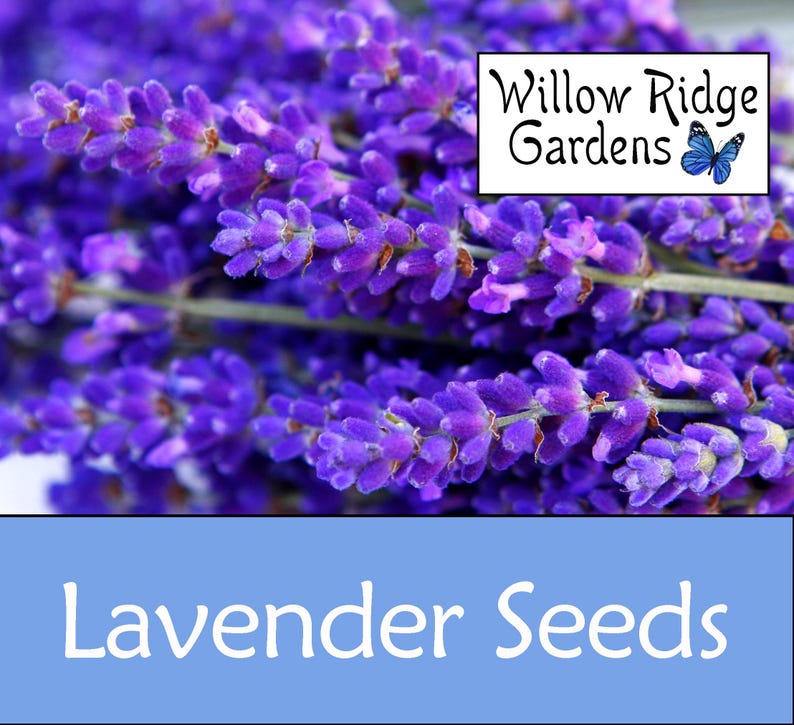 Lavender Seeds, 100+ Seeds, Sourced from Certified Grower, English Lavender, Medicinal Herb Seeds, Heirloom, Non GMO, USA Grown immagine 1