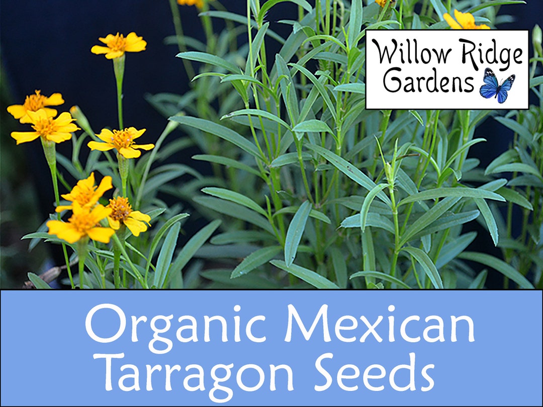 Organic Mexican Tarragon Seeds, 30 Seeds, Medicinal Herbs, Heirloom