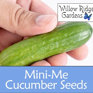 Mini-Me Cucumber Seeds, Sourced from Certified Grower, 10+ Seeds, Vegetable Seeds, Non GMO, USA Grown