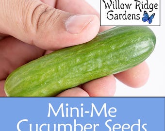Mini-Me Cucumber Seeds, Sourced from Certified Grower, 10+ Seeds, Vegetable Seeds, Non GMO, USA Grown
