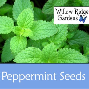 Peppermint Seeds, Sourced from Certified Grower, 100+ Seeds, Medicinal Herb Seeds, Non GMO, Peppermint Herb, USA Grown