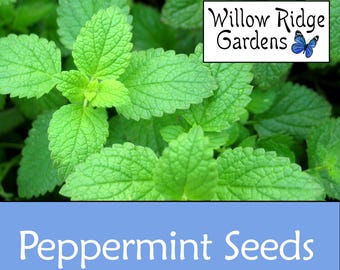 Peppermint Seeds, Sourced from Certified Grower, 100+ Seeds, Medicinal Herb Seeds, Non GMO, Peppermint Herb, USA Grown