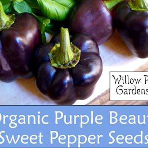 Organic Purple Pepper Seeds, 15+, Purple Beauty, Sweet Bell Pepper Seeds, Heirloom, Non GMO, Vegetable Seeds, USA Grown