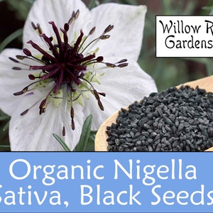 Organic Black Cumin Seeds, Nigella Sativa, Black Seed, 50+ Seeds, Medicinal Herbs, Heirloom Seeds, Non GMO, Plant, Garden