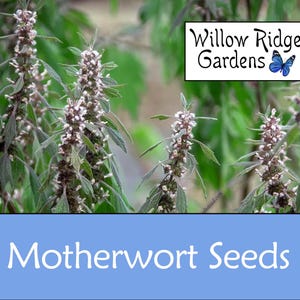 Motherwort Seeds, Sourced from Certified Grower, 30+ Seeds, Medicinal Herb Seeds, Heirloom, Non GMO, USA Grown