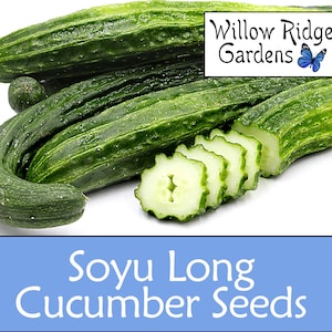 Soyu Long Cucumber Seeds, 15+ Seeds, Sourced from Certified Growers, Burpless Cucumber, Vegetable Seeds, Heirloom, Non GMO, USA Grown