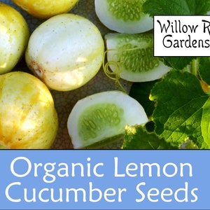 Organic Lemon Cucumber Seeds, 15+ Seeds, Organic Vegetable Seeds, Cucumber Seeds, Non GMO, Plant, USA Grown