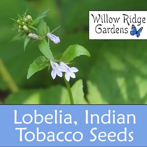 Indian Tobacco