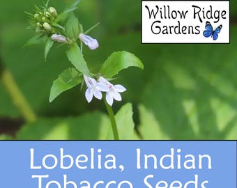 Grown Lobelia - Indian Tobacco Seeds, 100+ Seeds, Sourced from Certified Growers, Medicinal Herbs, Heirloom Seeds, Non GMO, USA Grown