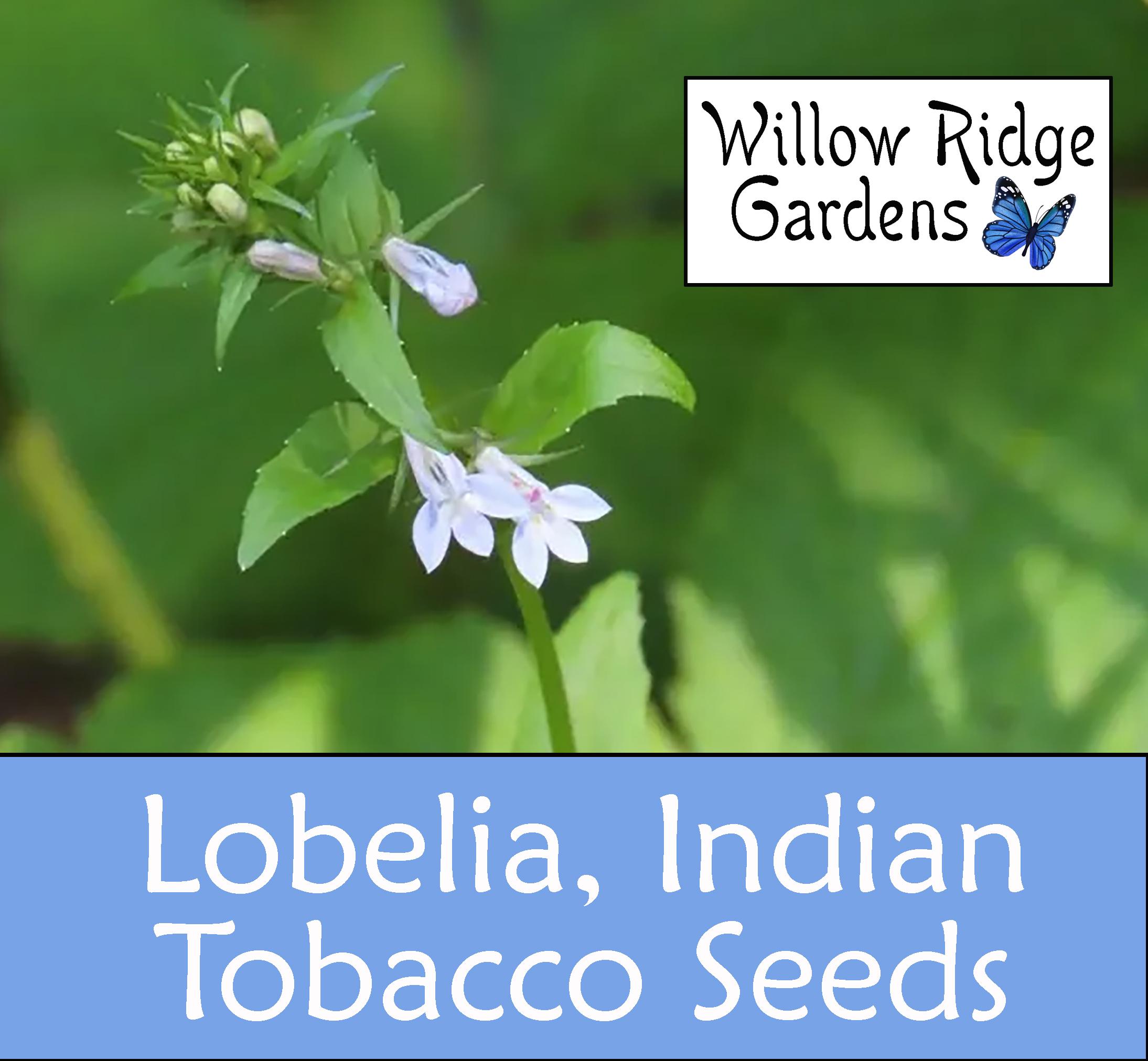indian tobacco seeds Grown Lobelia