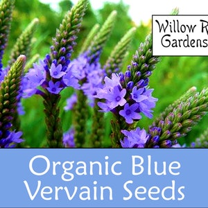 Organic Blue Vervain Seeds, Verbana hastata, 100 Seeds, Medicinal Herb Seeds, Heirloom, Non GMO, USA Grown