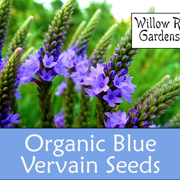 Organic Blue Vervain Seeds, Verbana hastata, 100 Seeds, Medicinal Herb Seeds, Heirloom, Non GMO, USA Grown