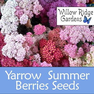 Summer Berries Yarrow Seeds, 100+ Seeds, Sourced from Certified Grower, Medicinal Herb Seeds, Heirloom,  Flower Seeds, Non GMO, USA Grown