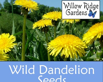 Wild Dandelion Seeds - Sourced from Certified  Grower, Taraxacum Officinalis, 100 Seeds, Non GMO, USA Grown
