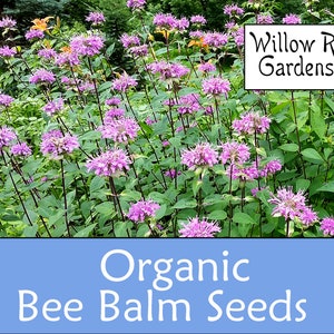 Organic Wild Bergamot Seeds, Bee Balm Seeds, 30 Seeds, Medicinal Herb Seeds, Heirloom Seeds, Non GMO, Plant, USA Grown