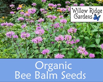 Organic Wild Bergamot Seeds, Bee Balm Seeds, 30 Seeds, Medicinal Herb Seeds, Heirloom Seeds, Non GMO, Plant, USA Grown