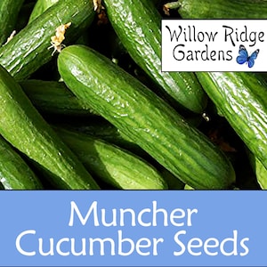 Muncher Cucumber Seeds, 15+ Seeds, Sourced from Certified Grower, Burpless Cucumber, Vegetable Seeds, Heirloom, Non GMO, Plant, USA Grown