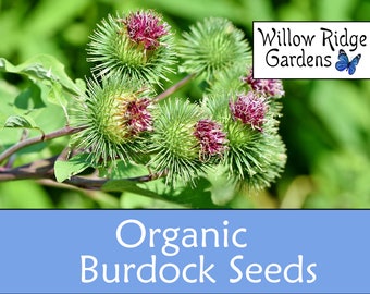 Organic Burdock Seeds, 30+ Seeds, Gobo Burdock, Medicinal Herb Seeds, Heirloom, Non GMO, Burdock Root, USA Grown