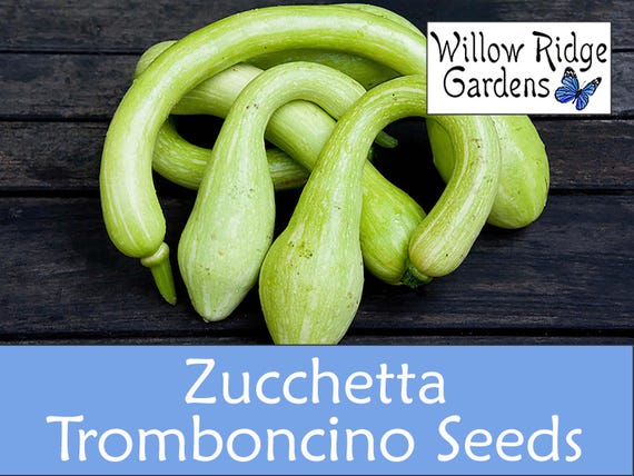 Tromboncino Squash Seeds, Organically Grown, Pesticide Free, USA Grown (10+ Seeds)