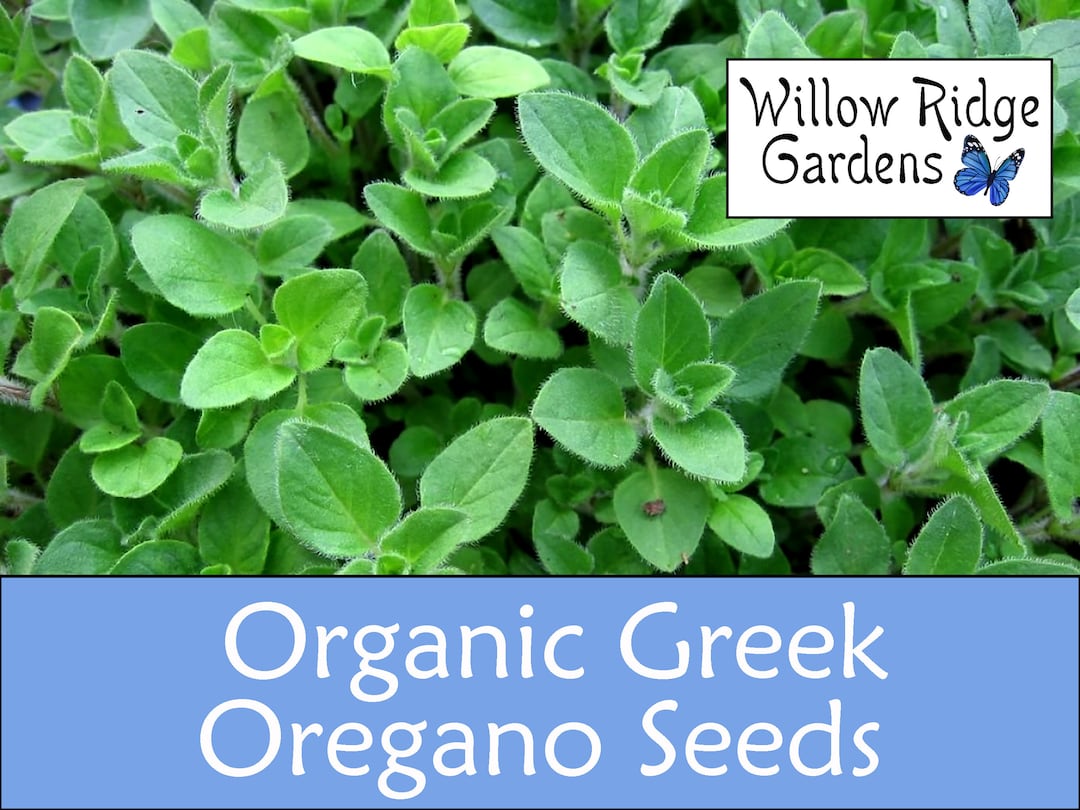 Organic Greek Oregano Seeds, 50 Seeds, Medicinal Herbs, Heirloom Seeds