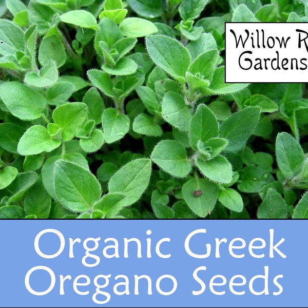 Organic Greek Oregano Seeds, 50+ Seeds, Medicinal Herbs, Heirloom Seeds, Non GMO, Plant, USA Grown