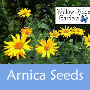 Meadow Arnica Seeds,  15+ Seeds, Sourced from Certified Growers, Medicinal Herb Seeds, Non GMO, USA Grown