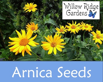 Meadow Arnica Seeds,  15+ Seeds, Sourced from Certified Growers, Medicinal Herb Seeds, Non GMO, USA Grown
