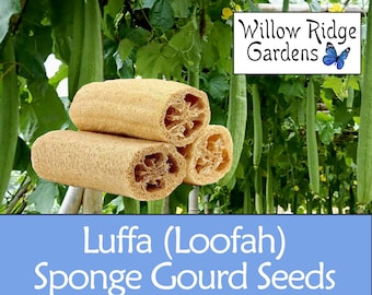 Luffa (Loofah) Sponge Gourd Seeds, 10+ Seeds, Pesticide Free, Vegetable Seeds, Non GMO,  USA Grown
